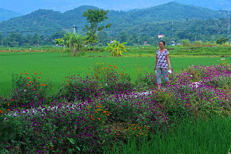 Rực rỡ sắc hoa những con đường ở Yên Bái ảnh 16 Đẹp nao lòng những con đường rực rỡ sắc hoa ở Yên Bái