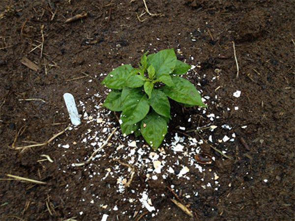 mang 1 chut bia do ra vuon, sang ra dui mat 3 lan vi canh la kho tin - 1