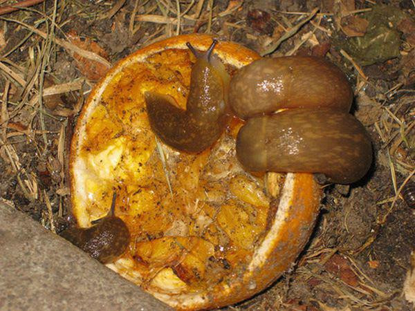 mang 1 chut bia do ra vuon, sang ra dui mat 3 lan vi canh la kho tin - 3