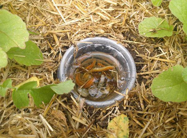 mang 1 chut bia do ra vuon, sang ra dui mat 3 lan vi canh la kho tin - 4