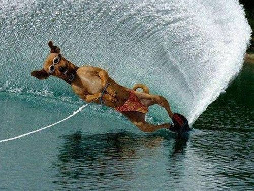 Cún cưng lướt sóng. Cún cưng lướt sóng.