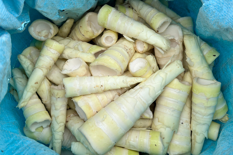 Măng sau khi thu hoạch được lột vỏ, bán với giá 15.000 đồng/kg. (Ảnh: Phạm Tâm) Măng sau khi thu hoạch được lột vỏ, bán với giá 15.000 đồng/kg. (Ảnh: Phạm Tâm)