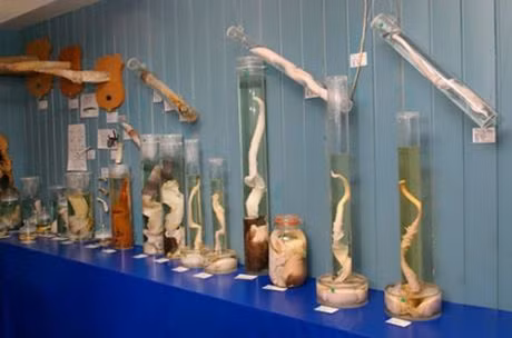 Ngượng chín mặt với bảo tàng ‘sung sướng’ nhất thế giới ảnh 24