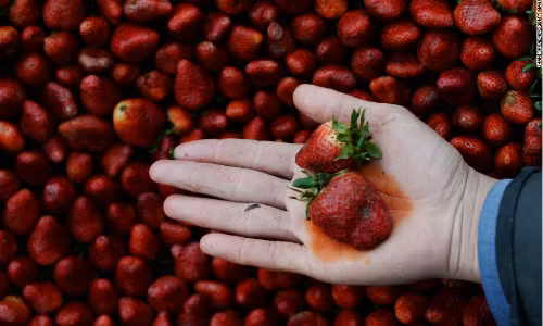 Dâu tây là loại quả bẩn nhất