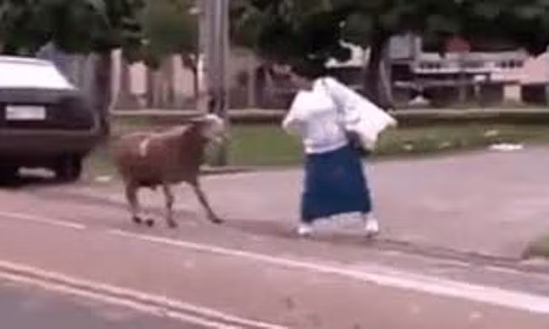 Nhiều người "chạy té khói" vì bị dê tấn công