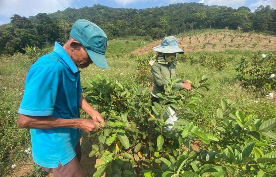 Tại Sơn Tây đang dần hình thành các vùng trồng cây ăn quả. Tại Sơn Tây đang dần hình thành các vùng trồng cây ăn quả.