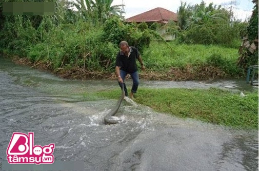 Sự thật về con đỉa khổng lồ có thể nuốt trọn một con gà ảnh 1 ran-blogtamsu1