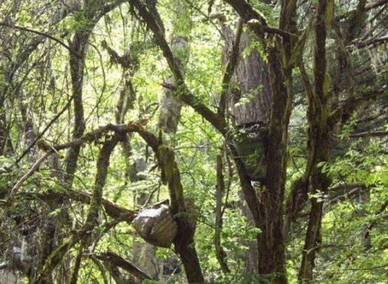 Những hủ tục mai táng chỉ nghe đã thấy rùng mình ảnh 3