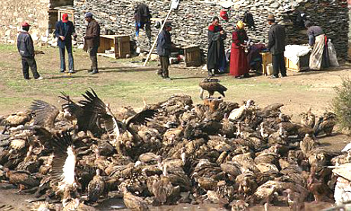 Đàn kền kền bu vào thi thể người chết.