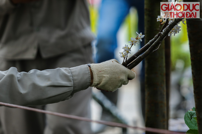 Rất nhiều công nhân đang cắm những cành hoa Anh đào vào đúng vị trí.