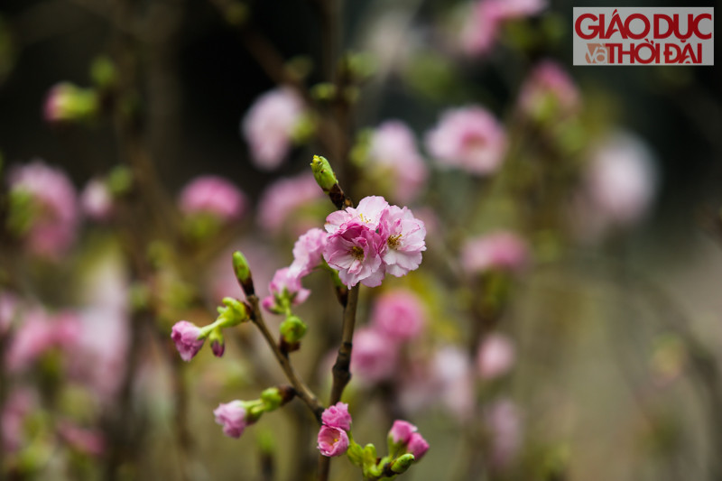 Cận cảnh hoa anh đào với nhiều màu sắc sẽ khoe sắc trong lễ hội.