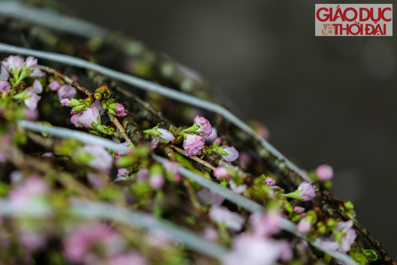 Hiện tại, công tác chuẩn bị vẫn đang được gấp rút tiến hành, để đảm bảo phục phụ người yêu hoa có thể vào lễ hội trong tối ngày hôm nay.