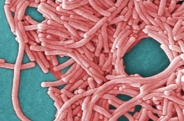 Legionnaires là bệnh viêm phổi do vi khuẩn Legionella gây ra. 