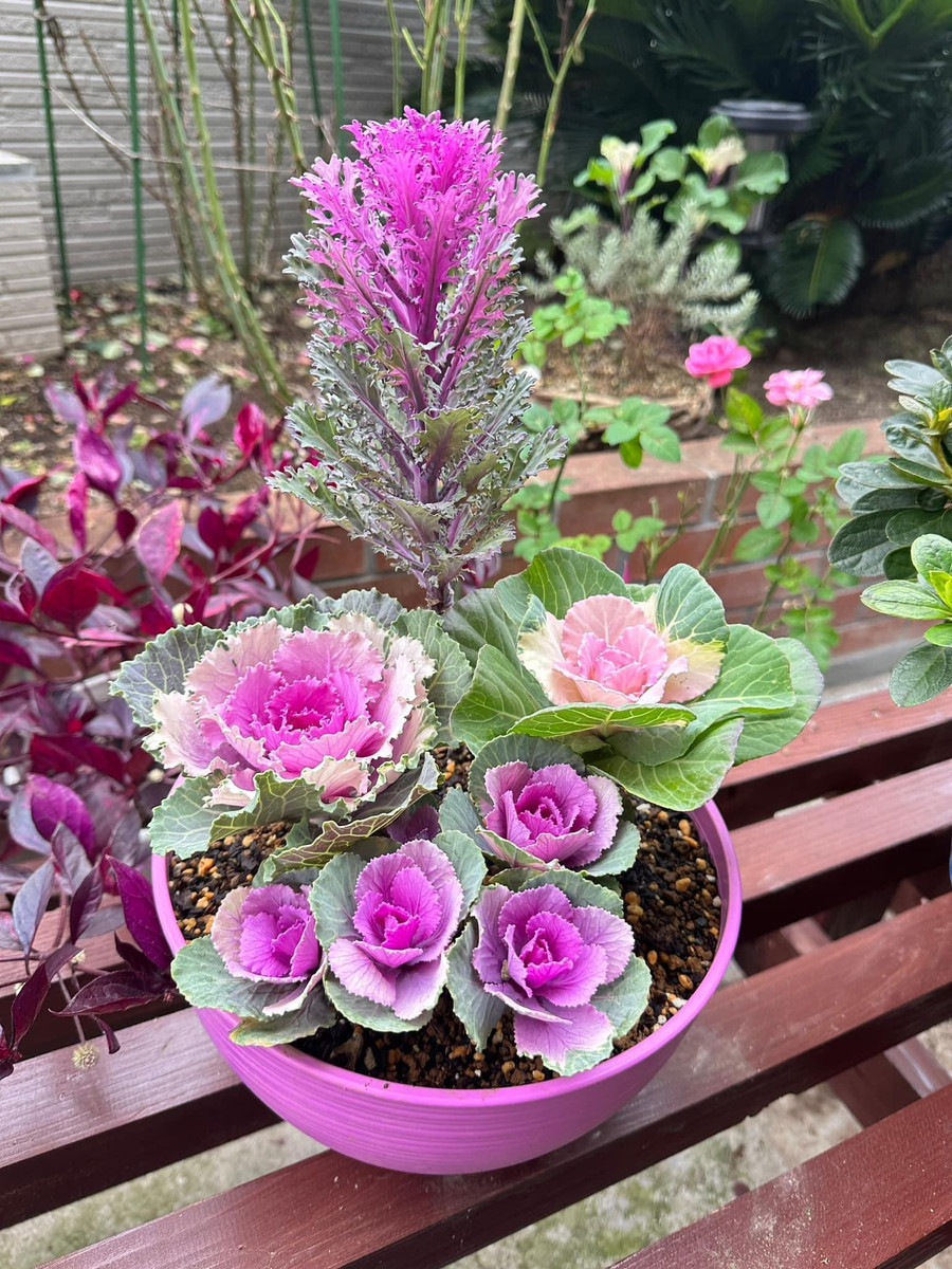 4 kiểu dáng hoa chị Hải tự ghép trồng theo sở thích.