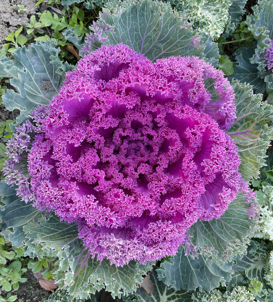 Hoa bắp cải hay Hồng sa mạc.