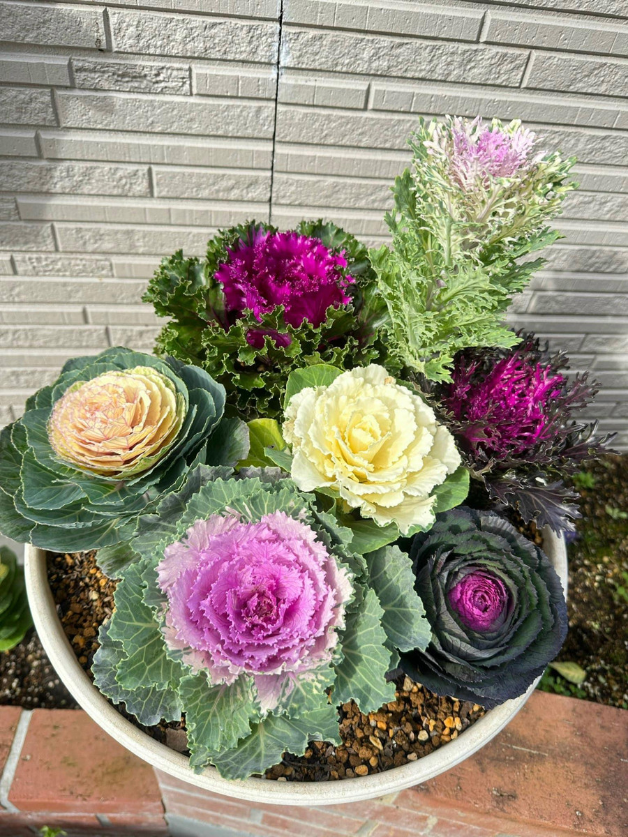 8 kiểu dáng hoa size trung và dáng cao kết hợp vào chậu tròn.