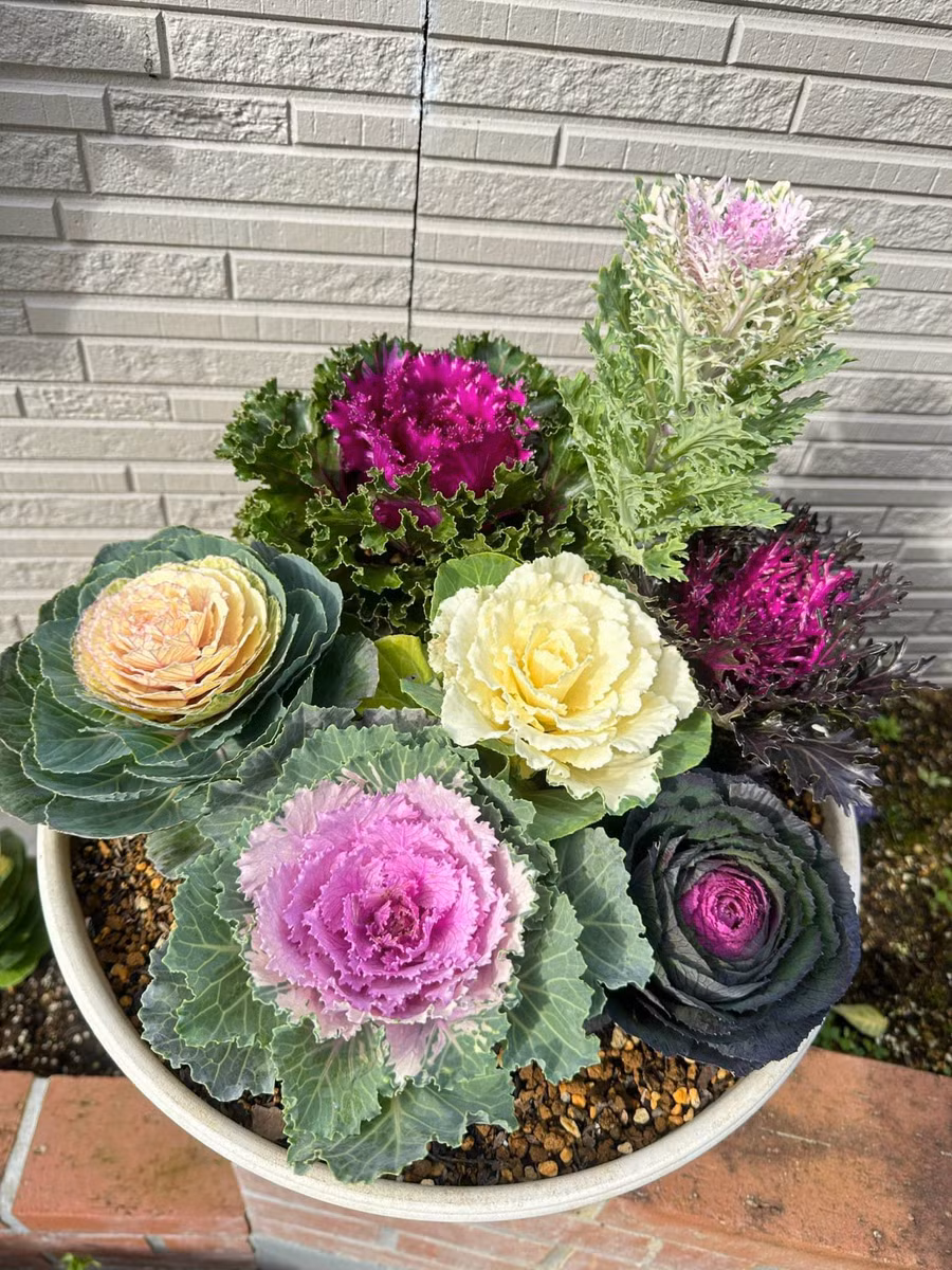 8 kiểu dáng hoa size trung và dáng cao kết hợp vào chậu tròn.