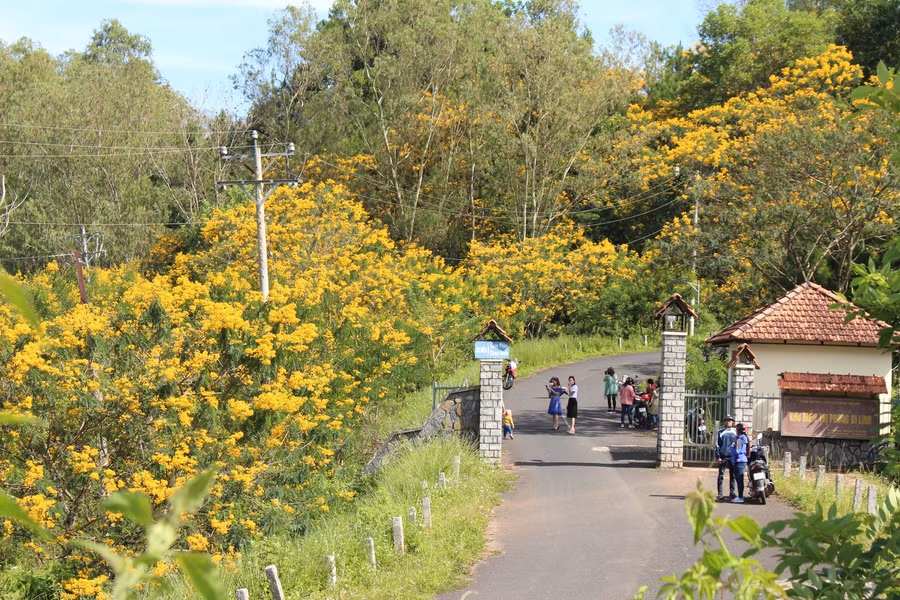 Hoa Muồng nở rộ thu hút bao ánh nhìn