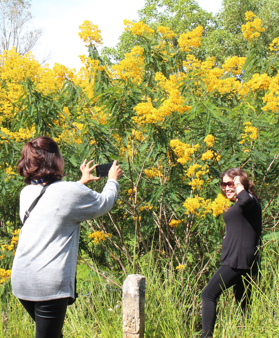 Lưu giữ khoảnh khắc một mùa hoa Muồng