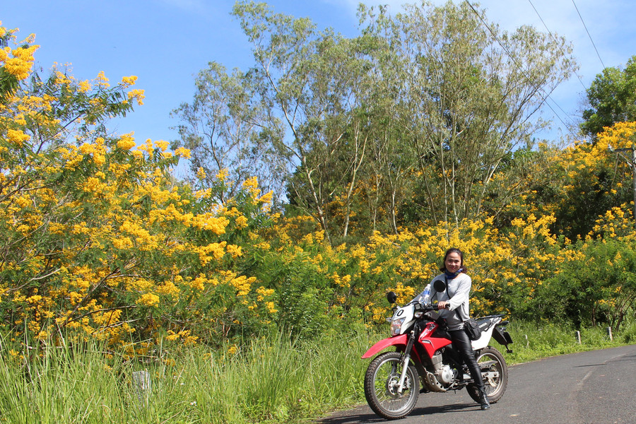 Chị Hải Âu đến Di Linh chỉ để chiêm ngưỡng hoa Muồng