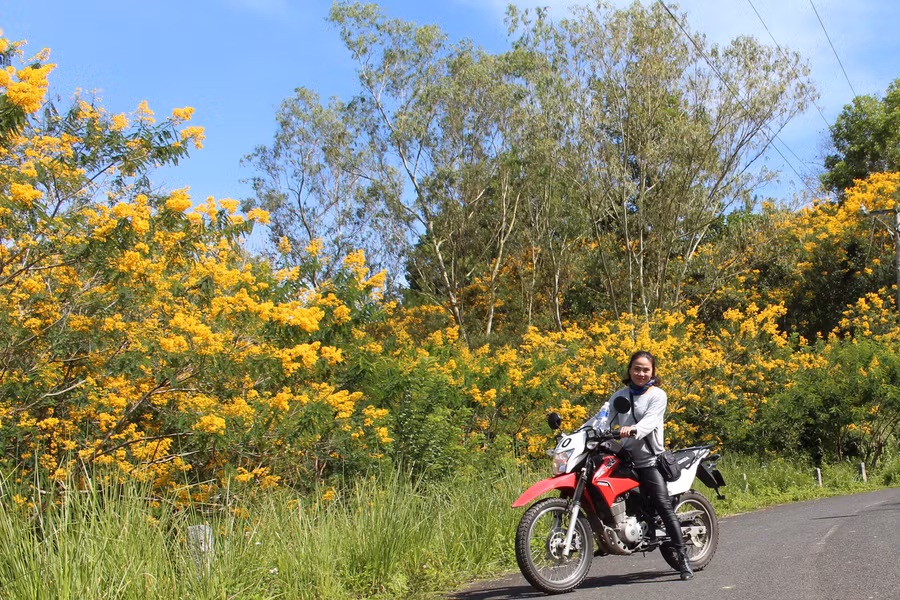 Chị Hải Âu đến Di Linh chỉ để chiêm ngưỡng hoa Muồng