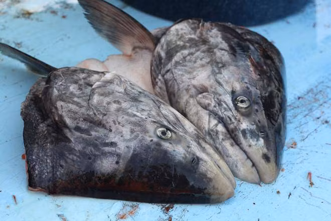 Món đầu cá thối là món ăn truyền thống của người Yup’ik. Ảnh minh họa.