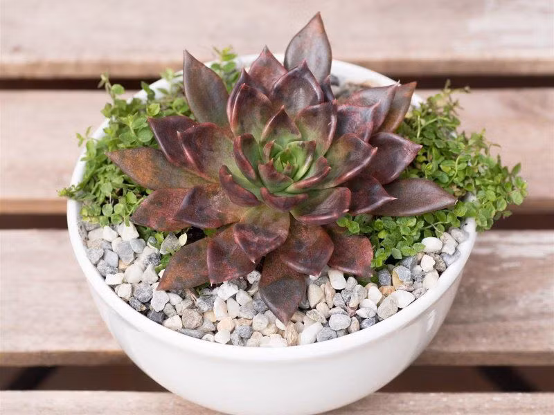 menh hoa hop cay gi de tien vao nhu nuoc? - 9