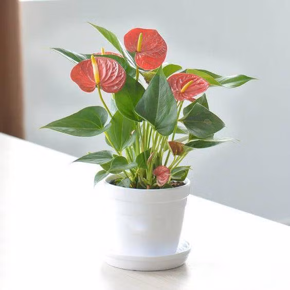 menh hoa hop cay gi de tien vao nhu nuoc? - 1