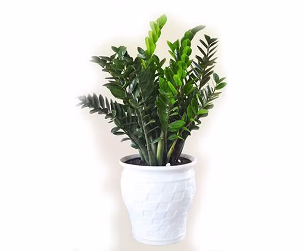 menh hoa hop cay gi de tien vao nhu nuoc? - 5