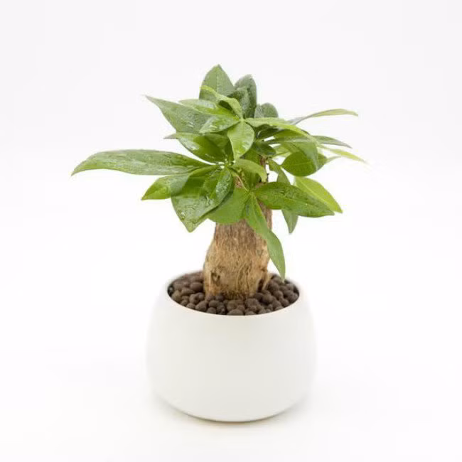 menh hoa hop cay gi de tien vao nhu nuoc? - 7