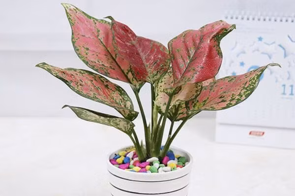 6 cây cảnh đẹp cực dễ trồng, hút lộc vào nhà ảnh 3