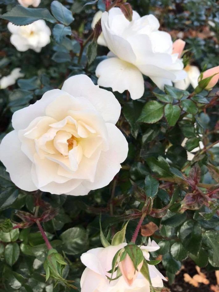 Ngất ngây trước vẻ đẹp biệt thự ngập tràn thiên nhiên của nữ ca sĩ Vy Oanh - Ảnh 18. Ngất ngây trước vẻ đẹp biệt thự ngập tràn thiên nhiên của nữ ca sĩ Vy Oanh - Ảnh 18.