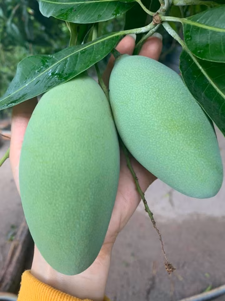 Căn biệt thự ngập tràn hoa và cây ăn quả của nữ ca sĩ Vy Oanh ảnh 24