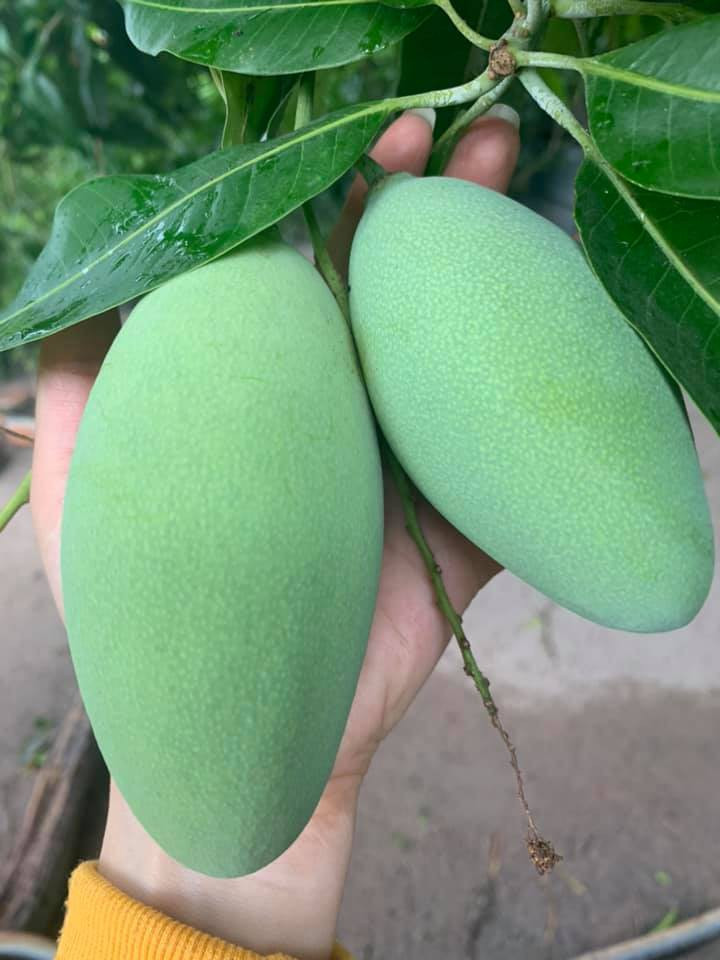 Căn biệt thự ngập tràn hoa và cây ăn quả của nữ ca sĩ Vy Oanh ảnh 24 Căn biệt thự ngập tràn hoa và cây ăn quả của nữ ca sĩ Vy Oanh ảnh 24