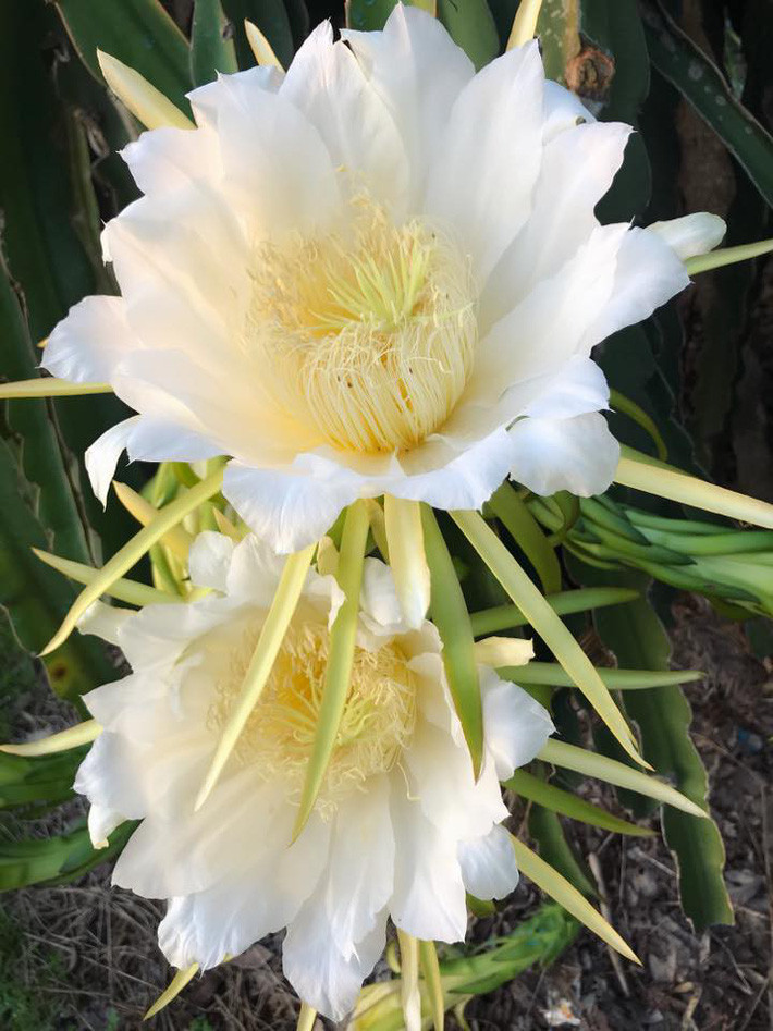 Ngất ngây trước vẻ đẹp biệt thự ngập tràn thiên nhiên của nữ ca sĩ Vy Oanh - Ảnh 23. Ngất ngây trước vẻ đẹp biệt thự ngập tràn thiên nhiên của nữ ca sĩ Vy Oanh - Ảnh 23.