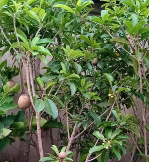 Căn biệt thự ngập tràn hoa và cây ăn quả của nữ ca sĩ Vy Oanh ảnh 29 Căn biệt thự ngập tràn hoa và cây ăn quả của nữ ca sĩ Vy Oanh ảnh 29