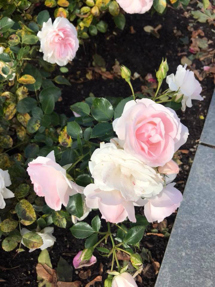 Ngất ngây trước vẻ đẹp biệt thự ngập tràn thiên nhiên của nữ ca sĩ Vy Oanh - Ảnh 19. Ngất ngây trước vẻ đẹp biệt thự ngập tràn thiên nhiên của nữ ca sĩ Vy Oanh - Ảnh 19.