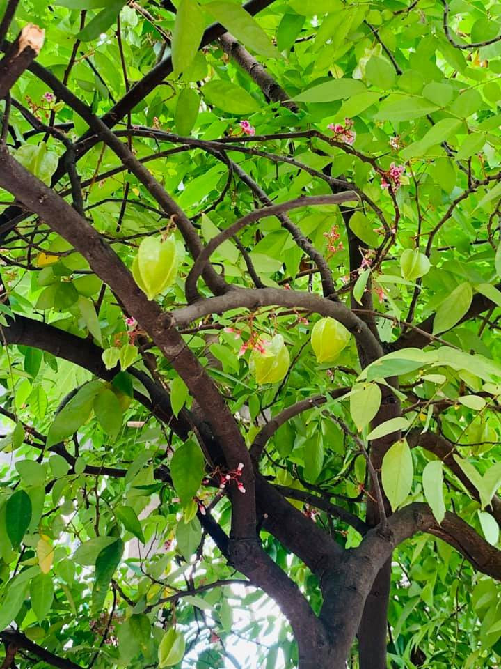 Căn biệt thự ngập tràn hoa và cây ăn quả của nữ ca sĩ Vy Oanh ảnh 27 Căn biệt thự ngập tràn hoa và cây ăn quả của nữ ca sĩ Vy Oanh ảnh 27