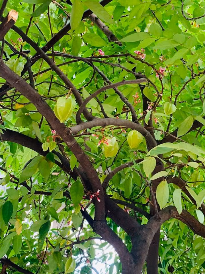 Căn biệt thự ngập tràn hoa và cây ăn quả của nữ ca sĩ Vy Oanh ảnh 27