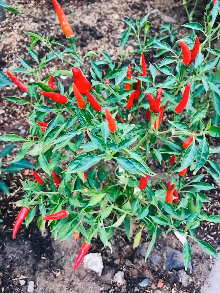 Căn biệt thự ngập tràn hoa và cây ăn quả của nữ ca sĩ Vy Oanh ảnh 25