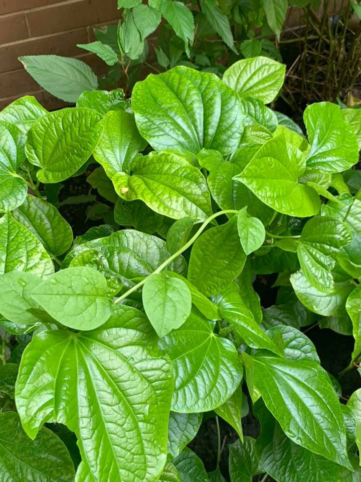 Căn biệt thự ngập tràn hoa và cây ăn quả của nữ ca sĩ Vy Oanh ảnh 30 Căn biệt thự ngập tràn hoa và cây ăn quả của nữ ca sĩ Vy Oanh ảnh 30