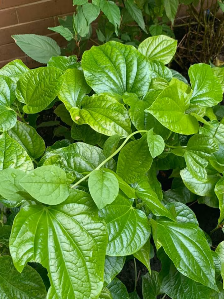 Căn biệt thự ngập tràn hoa và cây ăn quả của nữ ca sĩ Vy Oanh ảnh 30