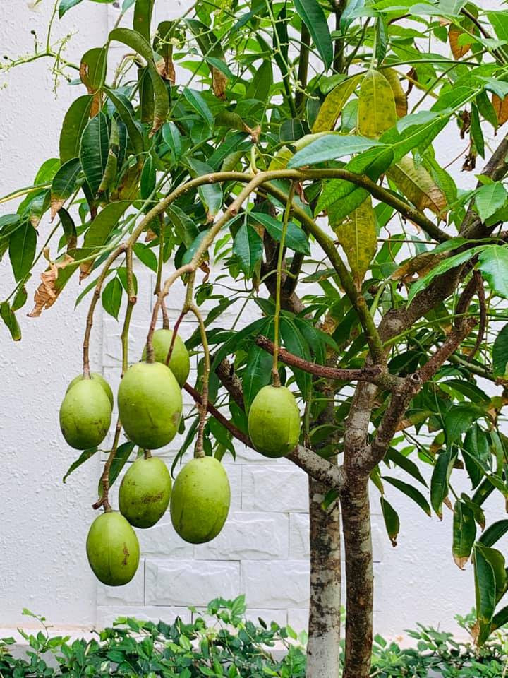 Căn biệt thự ngập tràn hoa và cây ăn quả của nữ ca sĩ Vy Oanh ảnh 28 Căn biệt thự ngập tràn hoa và cây ăn quả của nữ ca sĩ Vy Oanh ảnh 28