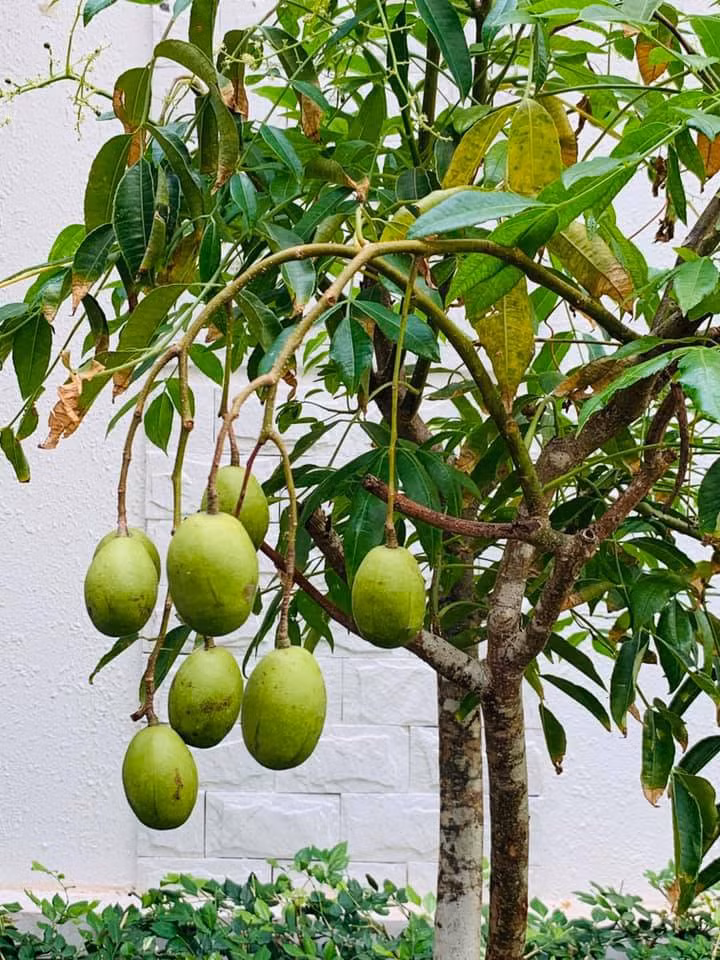 Căn biệt thự ngập tràn hoa và cây ăn quả của nữ ca sĩ Vy Oanh ảnh 28