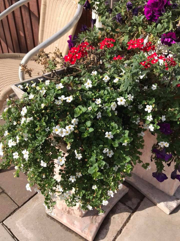 Ngất ngây trước vẻ đẹp biệt thự ngập tràn thiên nhiên của nữ ca sĩ Vy Oanh - Ảnh 21. Ngất ngây trước vẻ đẹp biệt thự ngập tràn thiên nhiên của nữ ca sĩ Vy Oanh - Ảnh 21.