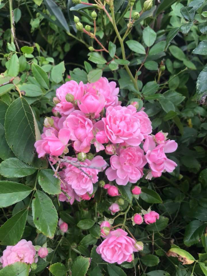 Ngất ngây trước vẻ đẹp biệt thự ngập tràn thiên nhiên của nữ ca sĩ Vy Oanh - Ảnh 20. Ngất ngây trước vẻ đẹp biệt thự ngập tràn thiên nhiên của nữ ca sĩ Vy Oanh - Ảnh 20.