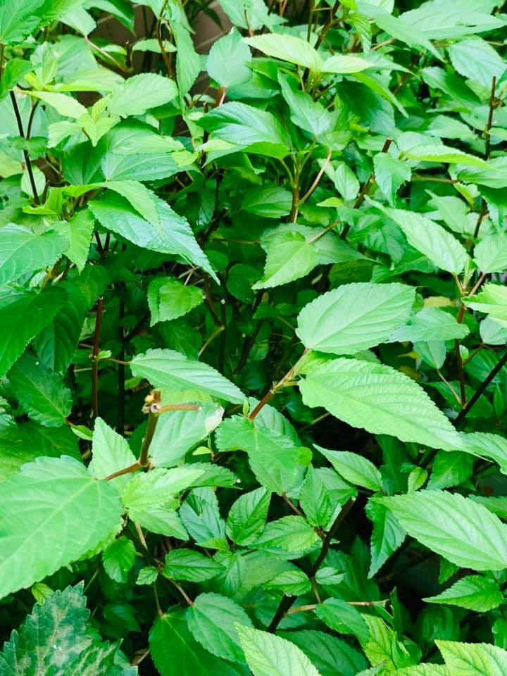 Căn biệt thự ngập tràn hoa và cây ăn quả của nữ ca sĩ Vy Oanh ảnh 26 Căn biệt thự ngập tràn hoa và cây ăn quả của nữ ca sĩ Vy Oanh ảnh 26