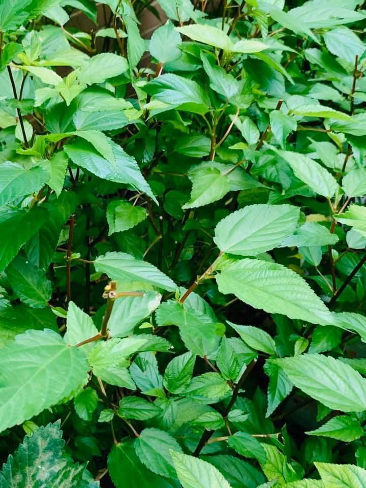 Căn biệt thự ngập tràn hoa và cây ăn quả của nữ ca sĩ Vy Oanh ảnh 26