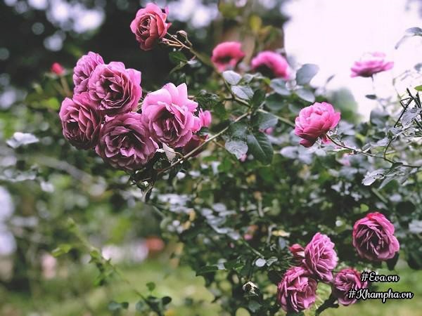 Nhà vườn thơ mộng 3000m² như resort của nữ biên tập viên VTV xinh đẹp - Hình 6 Nha vuon tho mong 3000m² nhu resort cua nu bien tap vien VTV xinh dep-Hinh-6