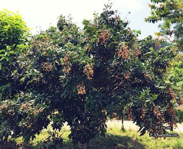 Nhà vườn thơ mộng 3000m² như resort của nữ biên tập viên VTV xinh đẹp - Hình 9 Nha vuon tho mong 3000m² nhu resort cua nu bien tap vien VTV xinh dep-Hinh-9